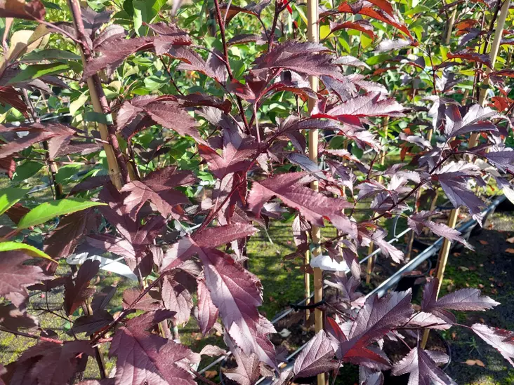 Purppuraomenapuu Musta Rudolf 150-200 - Koristeomenapuut - AB10010011229 - 1