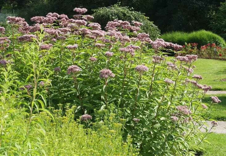 Purppurapunalatvio - Perennat - 6430019380789 - 1