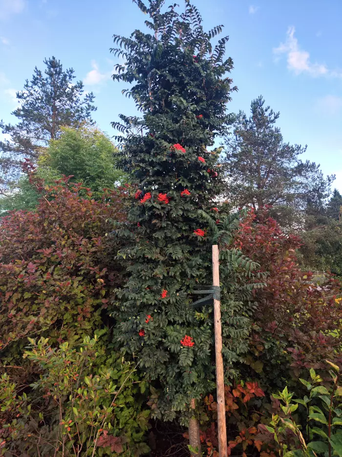 Pylväspihlaja Fastigiata - Lehtipuut - AB10010012659 - 1