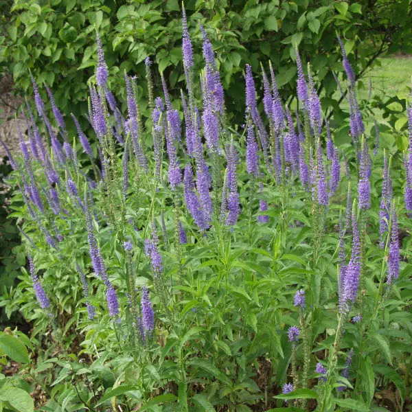 Rantatädyke - Perennat - 6417481277069 - 1