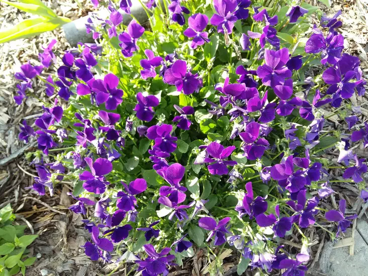 Sarviorvokki Ulla Läck - Perennat - 6430019382349 - 1