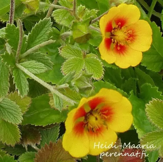 Silkkihanhikki Orange Starlit - Perennat - AB10010011429 - 1