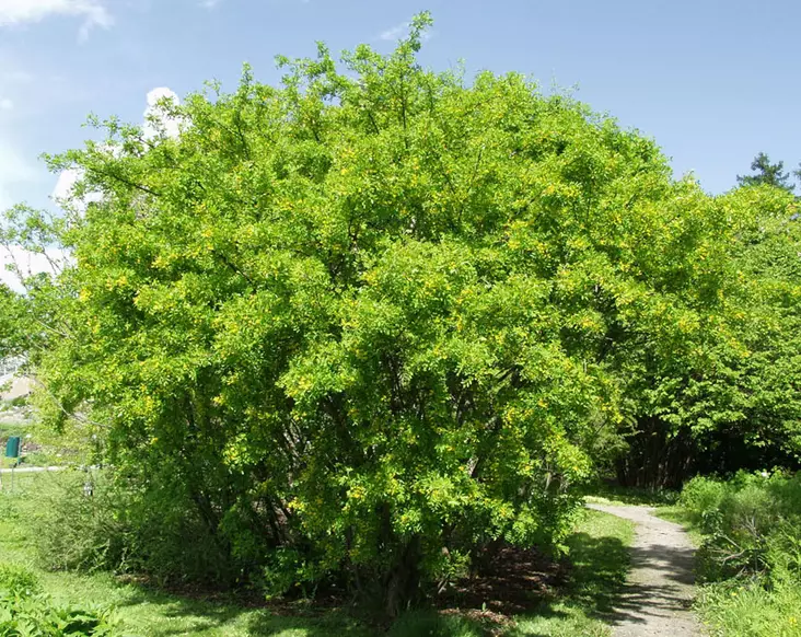 Siperianhernepensas - Astiataimet - 3940516111029 - 1