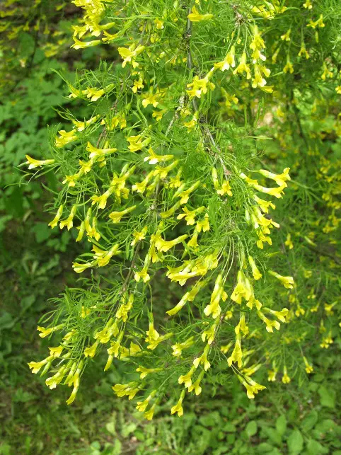 Sulkahernepensas Lorbergii - Astiataimet - 3940516112309 - 1