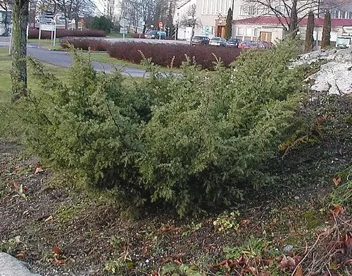 Suppilokataja Lalli - Katajat - AB10010011949 - 1