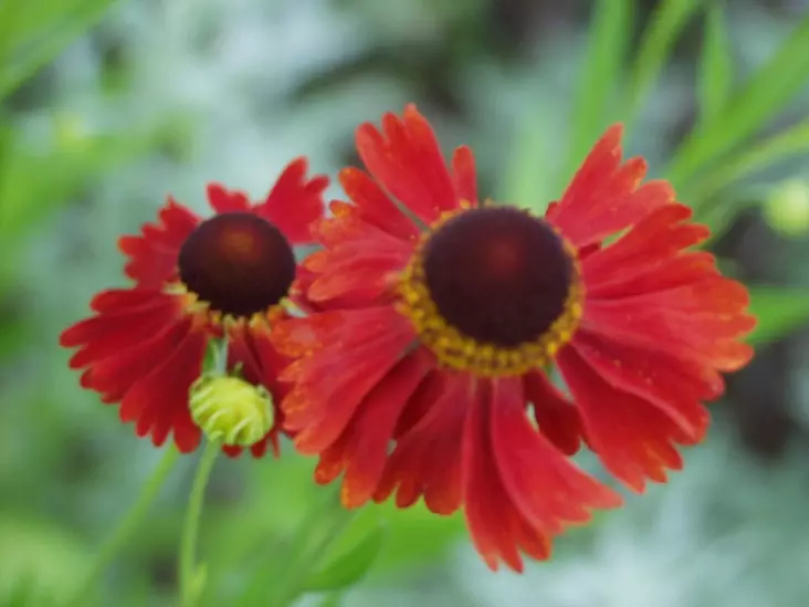 Syyshohdekukka Moerheim Beauty - Perennat - 6430019380949 - 1