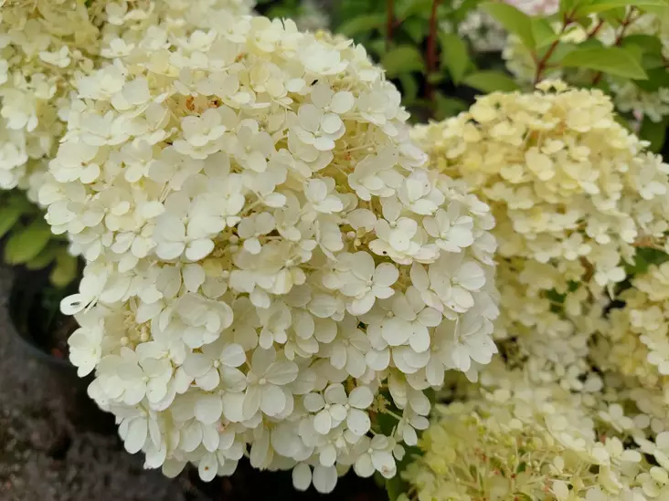 Japaninhortensia Bobo - Astiataimet - AB10010010319 - 1