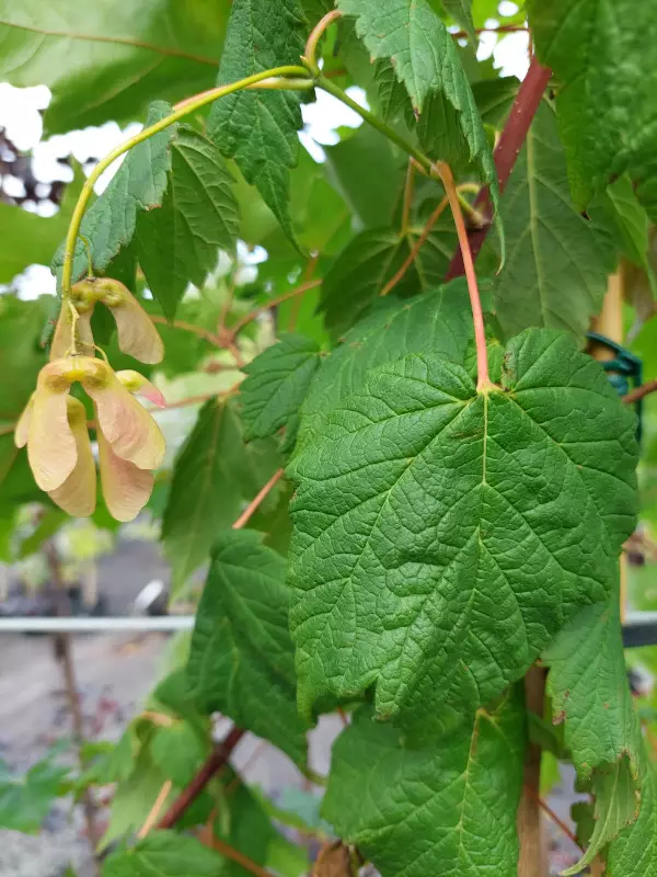 Tähkävaahtera 200-250 - Pikkupuut / rungolliset pensaat - AB10010011729 - 1