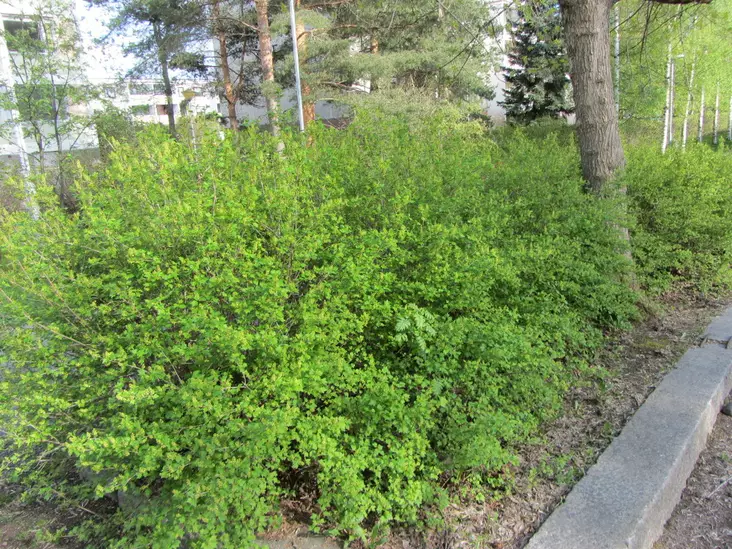 Taikinamarja aita - Avojuuriset aitakoon taimet - 3940533736649 - 1