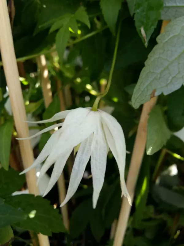 Tarha-alppikärhö Albina Plena - Clematikset - 3940535248829 - 1