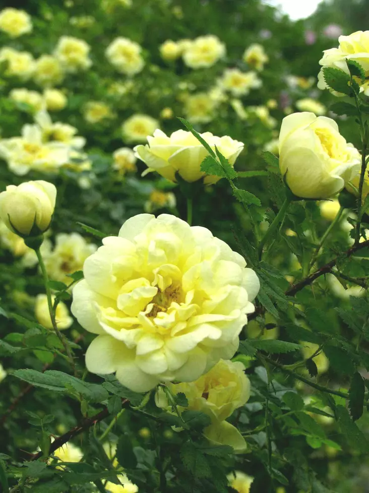 Tarhaharisoninruusu 'William's Double Yellow' - Pensasruusut - 3940564027709 - 1