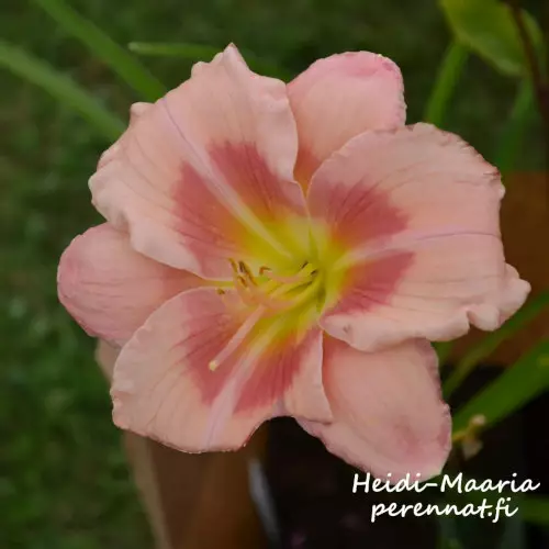 Tarhapäivänlilja Janice Brown - Perennat - AB10010010669 - 1