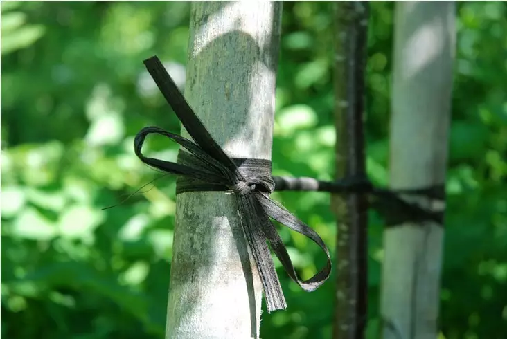 Tervanaru, 0,50€ metreittäin - Kasvintuenta - 3939974508779 - 2