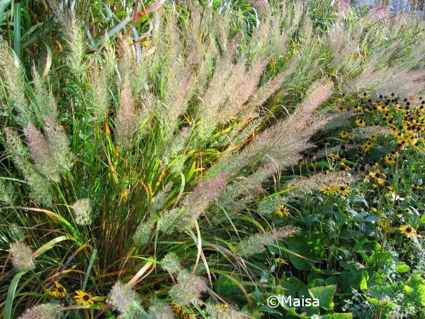 Timanttikastikka - Koristeheinät - 6418362107529 - 1