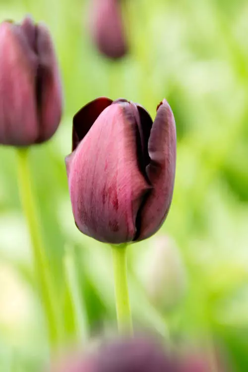 Tulppaani `Queen of Night` - Tulppaanit - AB10010010239 - 1