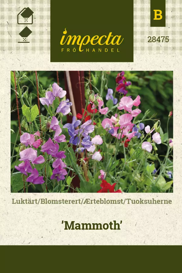 Tuoksuherne siemen - Annossiemenet - 7332756284759 - 1