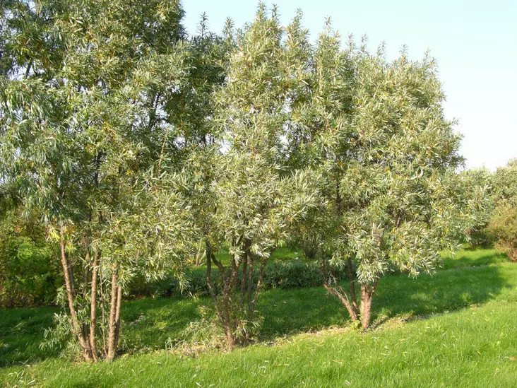 Tyrni Rudolf - Muut marjakasvit - 3940535356449 - 1