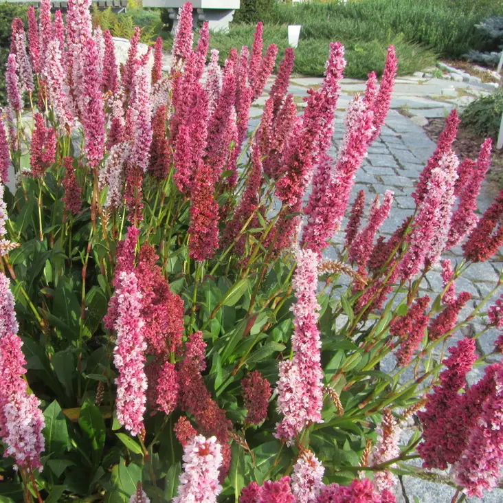 Vuorikonnantatar - Perennat - 6430019380819 - 1